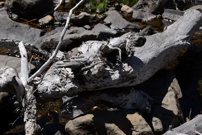 DSC_3634 (Large).JPG